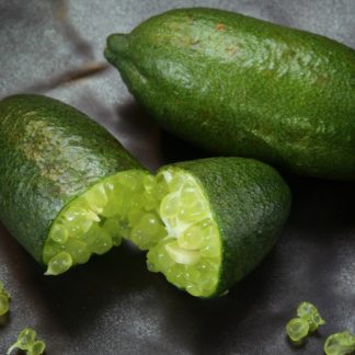 MICROCITRUS AUSTRALASICA