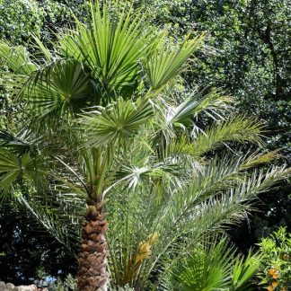TRACHYCARPUS FORTUNEI
