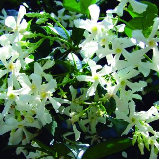 TRACHELOSPERMUM JASMINOIDE