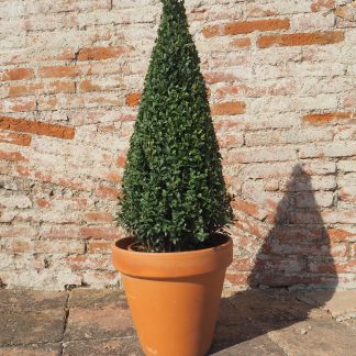 BUXUS PIRAMIDE