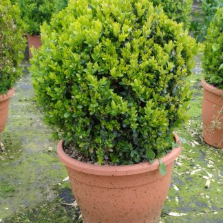 BUXUS BOLA