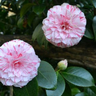 CAMELIA JAPÓNICA JASPEADA