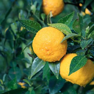 CITRUS JUNOS (YUZU)