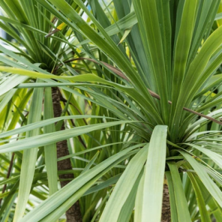 CORDYLINE INDIVISA