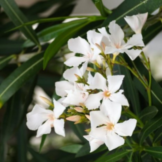 NERIUM BLANCO
