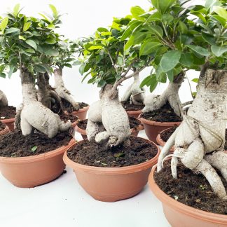 FICUS GINSENG BONSAI