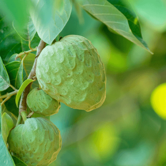 ANNONA CHERIMOLA (CHIRIMOYO)