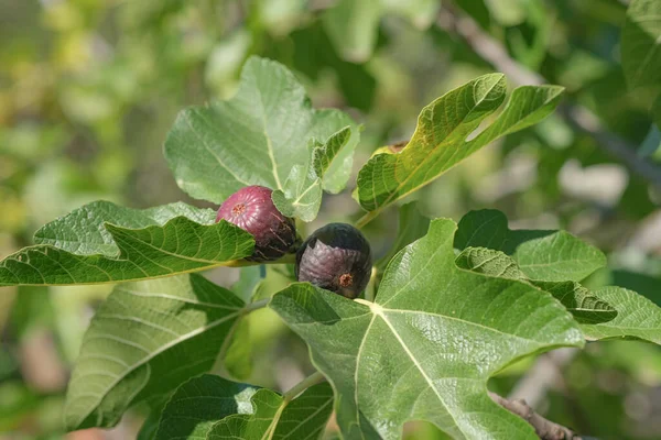 FICUS CARICA (BAJA) HIGUERA NEGRA