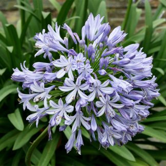 AGAPANTHUS AZUL