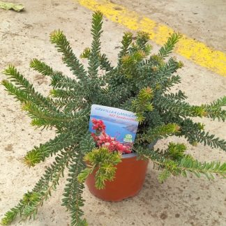 GREVILLEA MOUNT TAMBORITHA