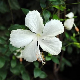 HIBISCUS ROSA SINENSIS BLANCO