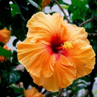 HIBISCUS ROSA SINENSIS NARANJA