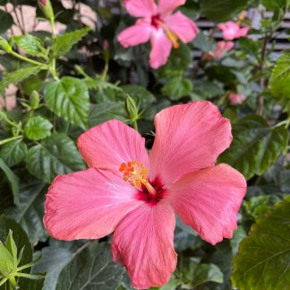 HIBISCUS ROSA SINENSIS ROSA