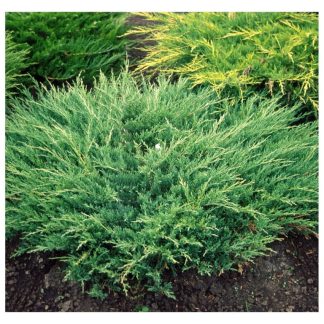 JUNIPERUS HORIZONTALIS ANDORRA