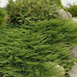 JUNIPERUS PRINCE WALES