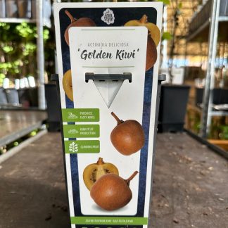 ACTINIDIA GOLD (KIWI AMARILLO)
