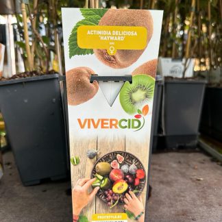 ACTINIDIA "HAYWARD" (KIWI) HEMBRA