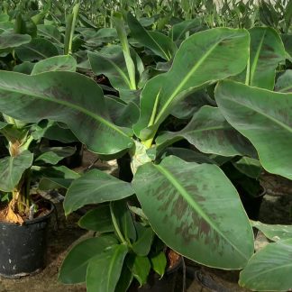 MUSÁCEAS, CACTUS, SUCULENTAS Y CRASAS