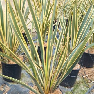 PHORMIUM TENAX VARIEGATA