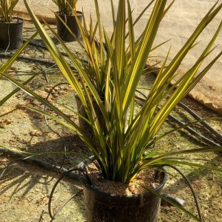 PHORMIUM APRICOT QUEEN