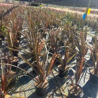 PHORMIUM TENAX SUNDOWNER (TRICOLOR)