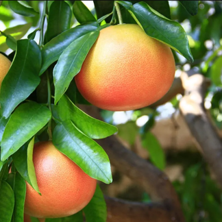 CITRUS PARADISI (POMELO)