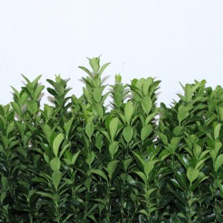 EUONYMUS JAP. VERDE