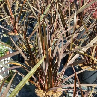 PHORMIUM TENAX ATROPURPUREA