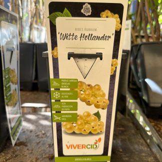 RIBES RUBRUM BLANCA (GROSELLA)