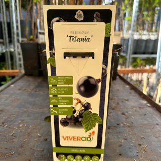 RIBES NIGRUM NEGRO (GROSELLA)