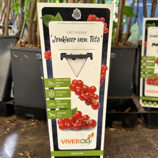 RIBES RUBRUM ROJO (GROSELLA)