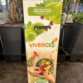 RIBES UVA CRISPA VERDE (UVA ESPINA)