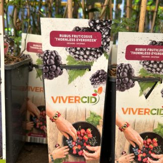 RUBUS FRUTICOSA (ZARZAMORA)