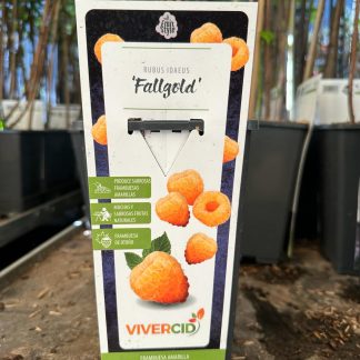 RUBUS IDAEUS AMARILLO (FRAMBUESA)