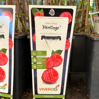 RUBUS IDAEUS ROJO (FRAMBUESA)