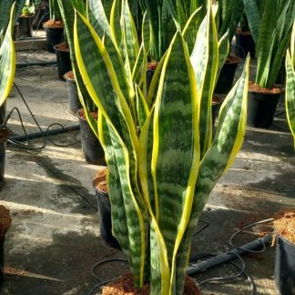 SANSEVIERIA LAURENTII (TRIFASCIATA)