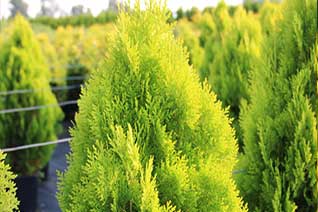 THUJA ORIENTALIS AUREA NANA