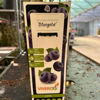 VACCINIUM CORYMBOSUM (ARÁNDANO AZUL)