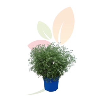 WESTRINGIA LONGIFOLIA (AZUL)