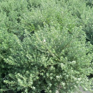 WESTRINGIA FRUTICOSA