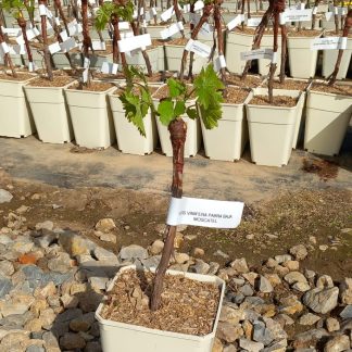 VITIS VINIFERA (PARRA) BAJA