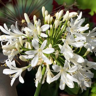 AGAPANTHUS BLANCO