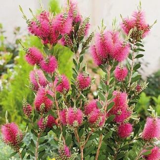 CALLISTEMON HOT PINK
