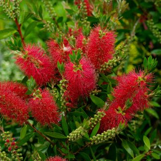 CALLISTEMON LAEVIS