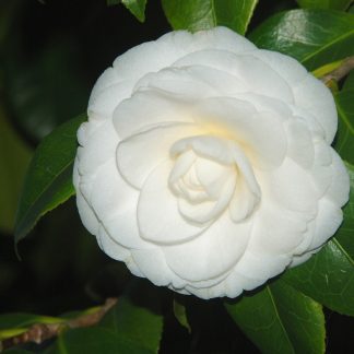 CAMELIA JAPÓNICA BLANCA