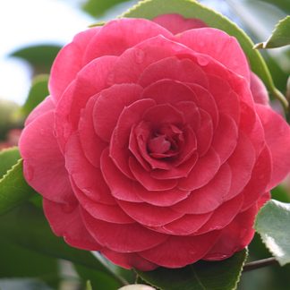 CAMELIA JAPÓNICA ROJA