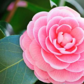 CAMELIA JAPÓNICA ROSA