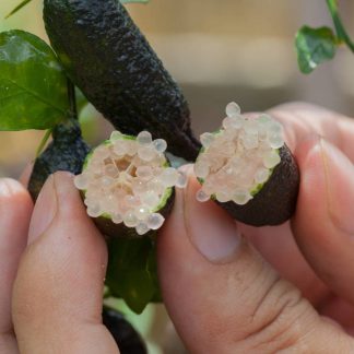MICROCITRUS AUSTRALASICA ROSA