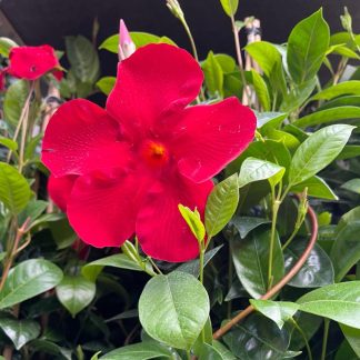 DIPLADENIA SANDERII ROJA PIRAMIDAL