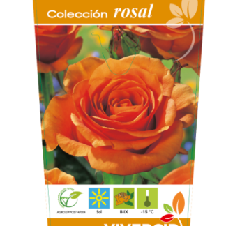 ROSAL PIE BAJO - NARANJA